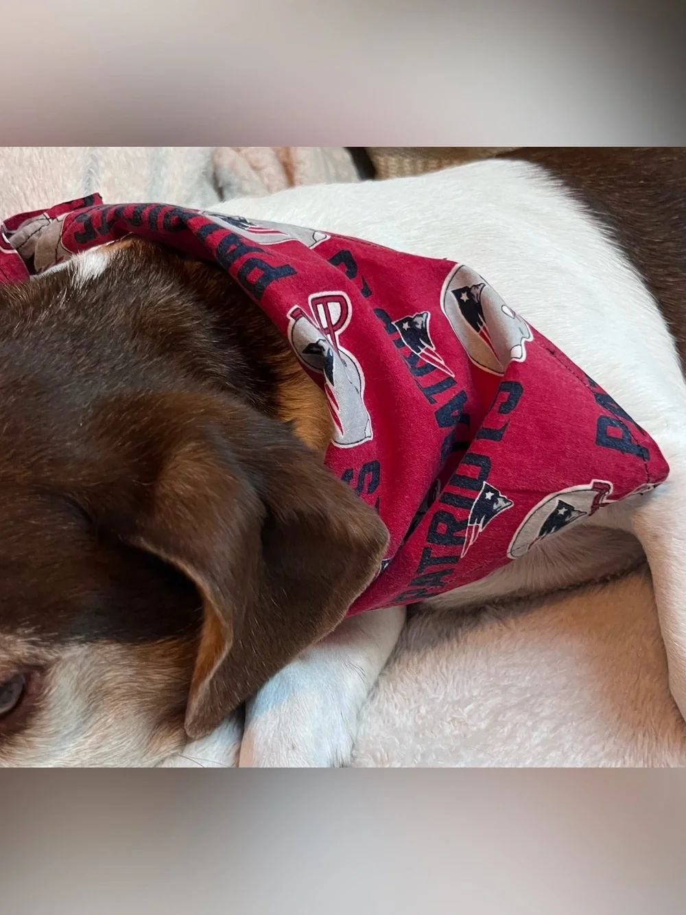 New England Patriots 2 Pack bandanas for pet, kids or adult 21 inch